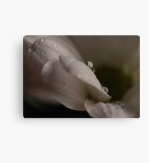 Daisy with Water Droplets Canvas Print