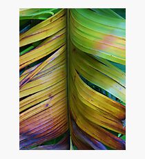 BANANA LEAF BROADCAST Fotodruck