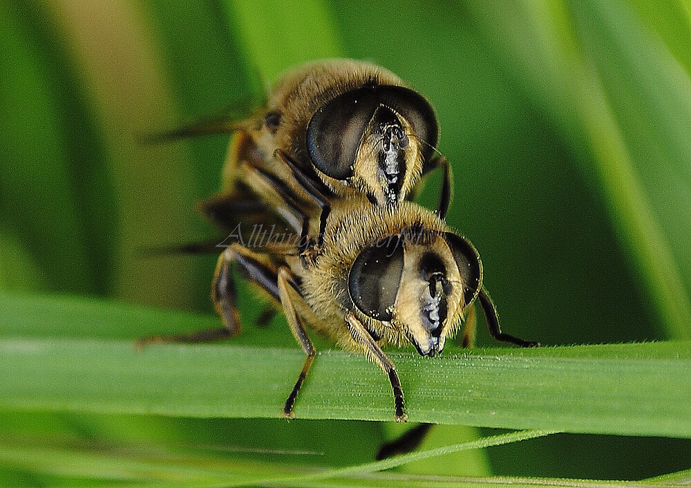  Mating honey bees Macro insects  by Steve Parsons 