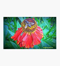 Flower Photographic Print