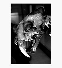 Sabre-toothed Cat Skull Photographic Print