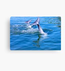 Dolphin tails Canvas Print