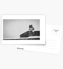 Red Squirrel in Black and White Postcards