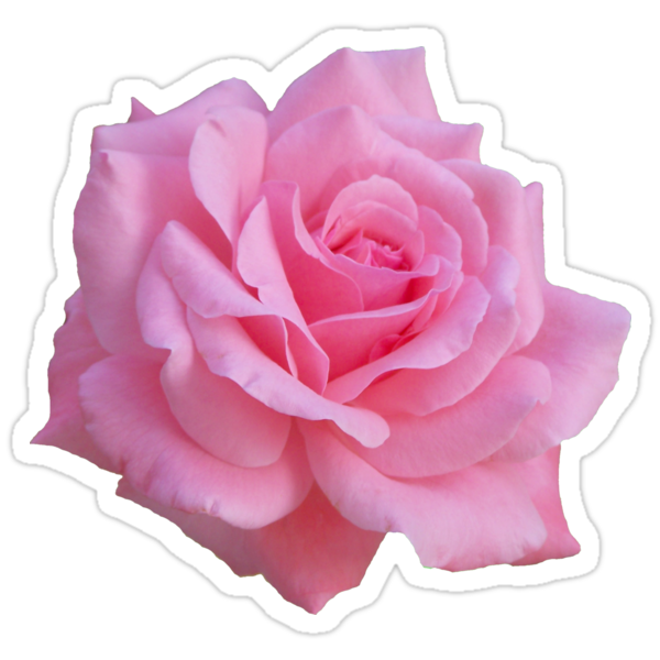 pink rose stickers by ghjura redbubble