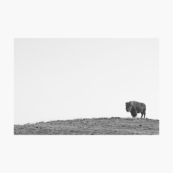 Bison On a Hill BW Photographic Print