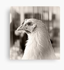 Prize Winning Hen Canvas Print