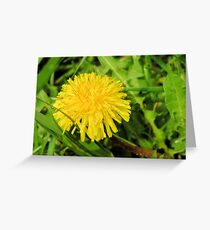 Behold the Lowly Dandelion Greeting Card