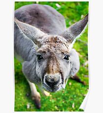 Face Off With A Kangaroo. Poster