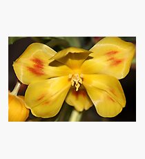 Tulip Or Butterfly? Photographic Print