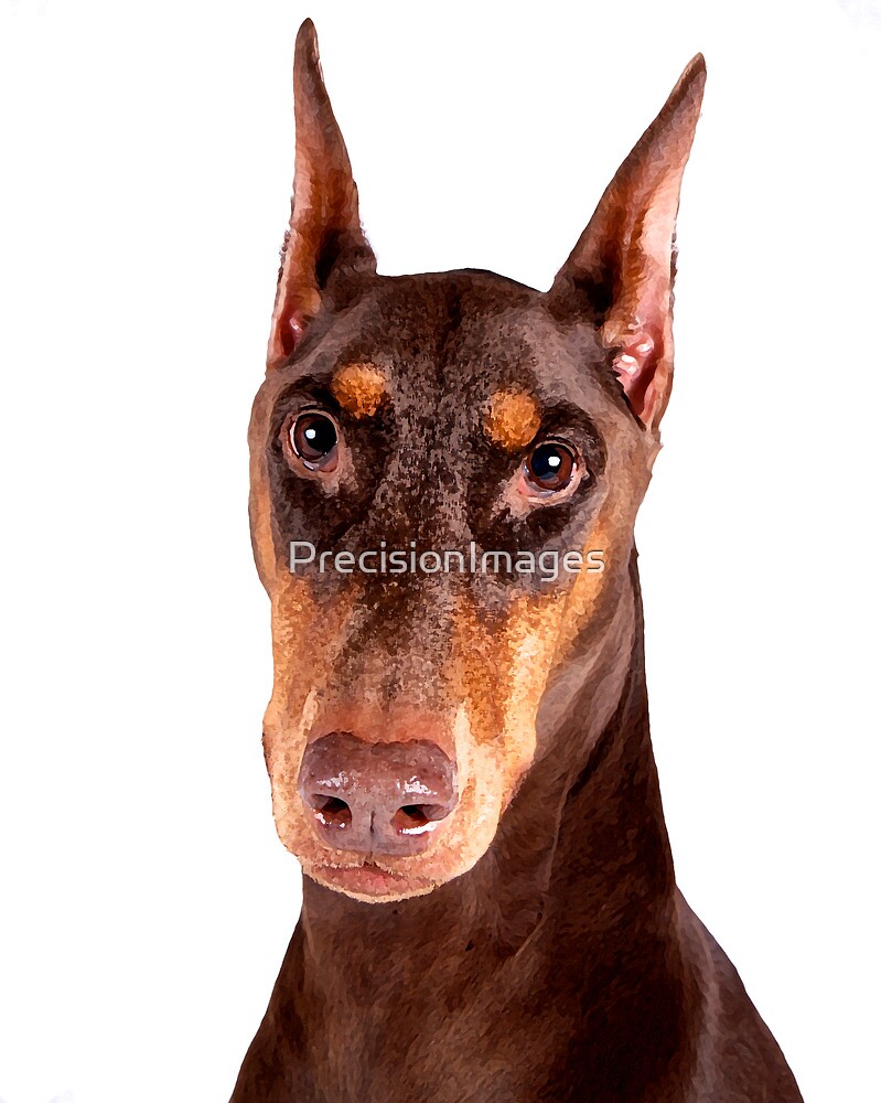 "Red & Tan Doberman Pinscher Dry Brush" by PrecisionImages Redbubble