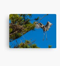 Great Blue Heron Canvas Print