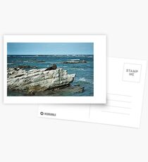 Kaikoura Seal, New Zealand Postcards