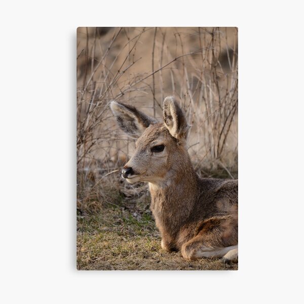Fawn at sunset 1 Canvas Print