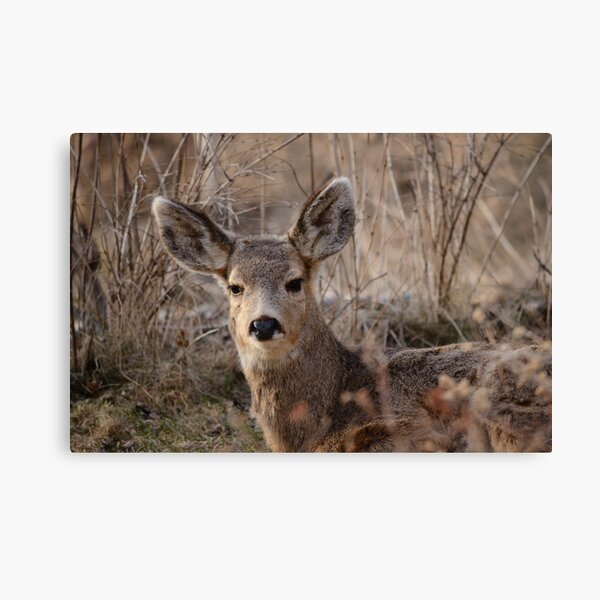 Fawn at sunset 2 Canvas Print