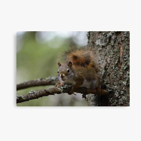 Squirrel in fir tree 1 Canvas Print