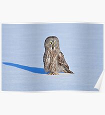 GREAT GRAY OWL Poster
