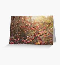Barbery in the morning light Greeting Card