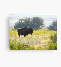 Buffalo Sunflowers Canvas Print