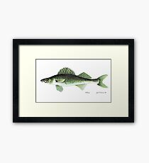 Walleye Framed Print