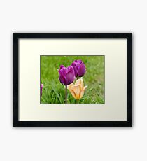 tulips Framed Print
