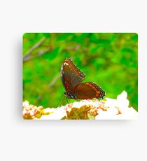 Sojourn Canvas Print