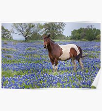 Horse in Texas Bluebonnets Poster