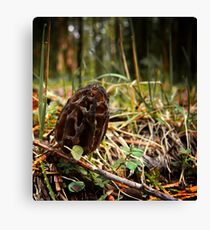 Black Morel Canvas Print