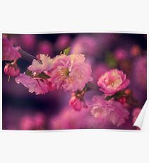 Blossoms Poster