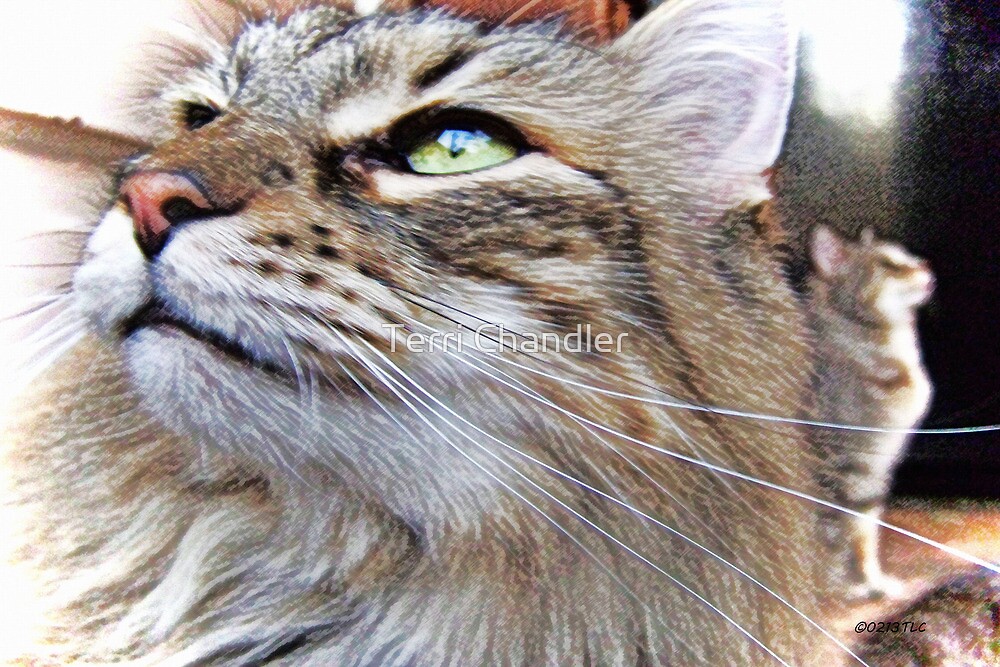 "If You Could See Through A Cats Eyes" by Terri Chandler Redbubble
