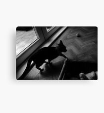 Skulk Canvas Print