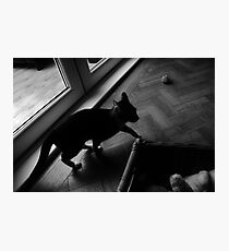 Skulk Photographic Print