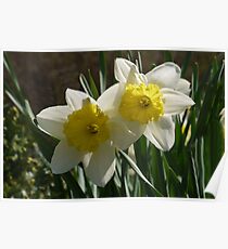 Daffodil Pair Poster