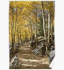 Aspen Tree Path, Rocky Mountain National Park, Colorado Poster