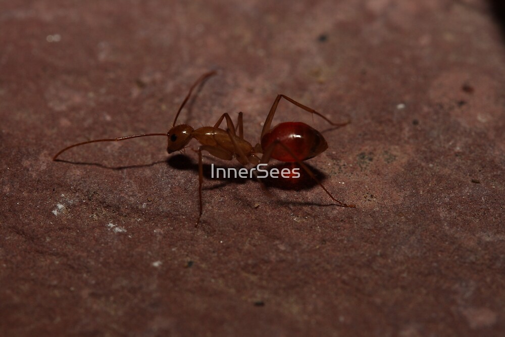 "Honey Pot Ant Running on Empty" by InnerSees Redbubble