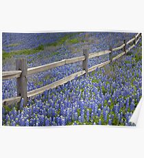 Bluebonnets and an Old Wooden Fence in the Texas Hill Country 1 Poster