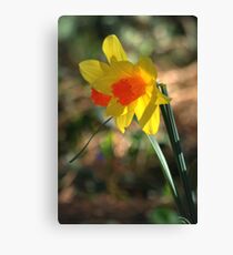 Spring Daffodils Canvas Print