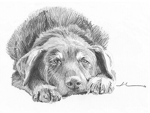 "Lovable mutt drawing" by mike theuer | Redbubble