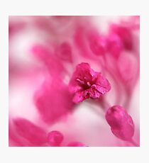 Pink Whisper Photographic Print