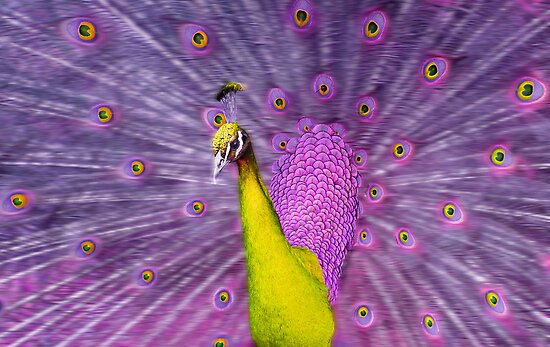 Different Coloured Peacock Yellow Purple Poster By JeanNieman   Flat,550x550,075,f.u2 