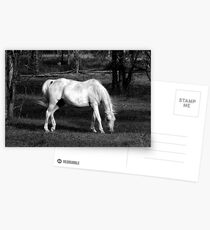 Arab Swoosh Postcards