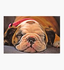 Sleeping puppy Photographic Print