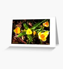 Crocus Greeting Card