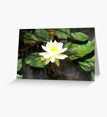 Water Lilly Greeting Card