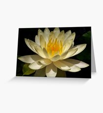 water lilly up close Greeting Card
