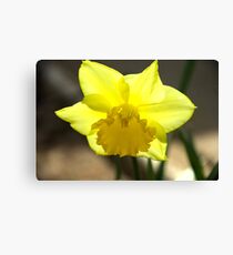 Spring Canvas Print