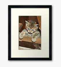 Blue-eyed kitten Framed Print