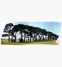 A Fine Line of Pine Poster