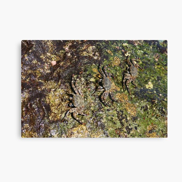 Perfectly Camouflaged Canvas Print