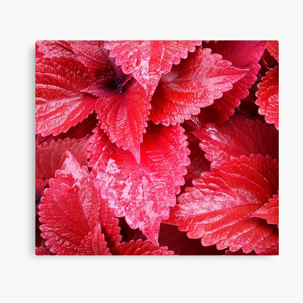 Simply Red Canvas Print