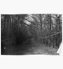 Path with Trees Poster